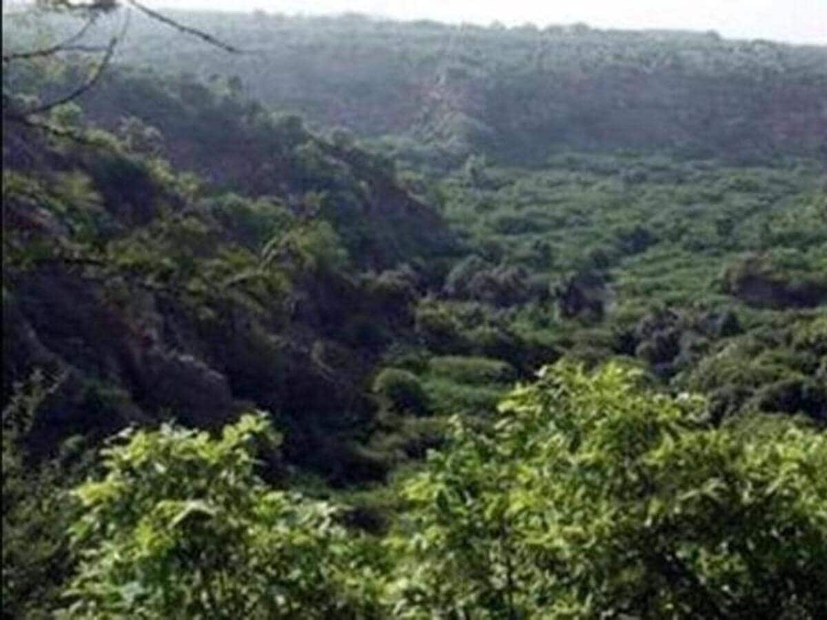 राजस्थान में पॉवर प्लांट के लिए 15 लाख पेड़ों को काटने की तैयारी, विरोध में यह कदम उठा रहे लोग राजस्थान में पॉवर प्लांट के लिए 15 लाख पेड़ों को काटने की तैयारी, विरोध में यह कदम उठा रहे लोग