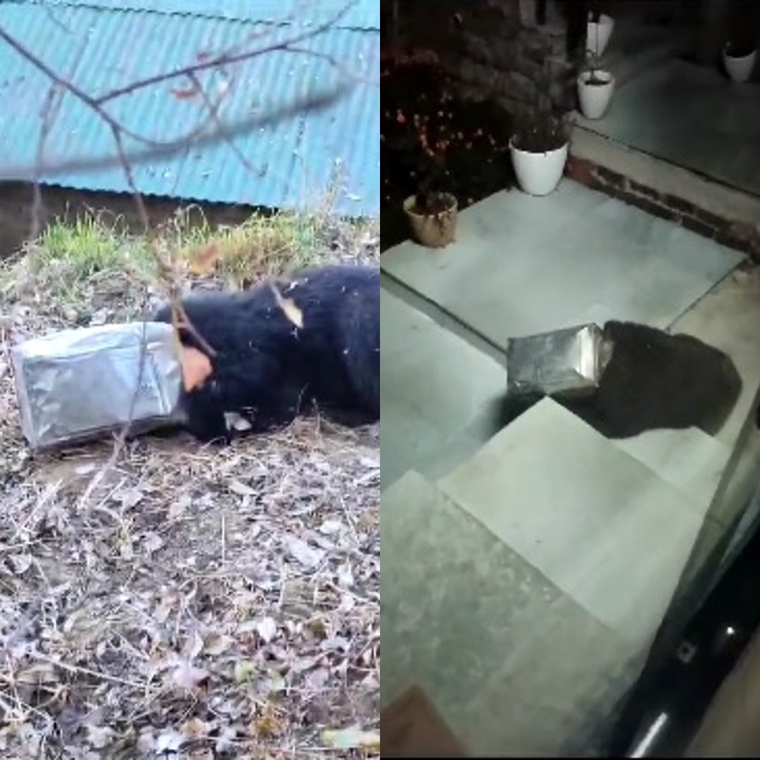 खाने की तलाश में घर तक पहुंचा भालू का बच्चा, कनस्तर में फंसा, वन विभाग ने किया रेस्क्यू… खाने की तलाश में घर तक पहुंचा भालू का बच्चा, कनस्तर में फंसा, वन विभाग ने किया रेस्क्यू…