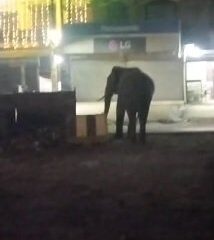 नेशनल हाईवे और बढ़ेडी राजपूतान में हाथी की चहलकदमी से मचा हड़कंप, ग्रामीणों में दहशत।