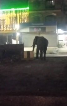 नेशनल हाईवे और बढ़ेडी राजपूतान में हाथी की चहलकदमी से मचा हड़कंप, ग्रामीणों में दहशत। नेशनल हाईवे और बढ़ेडी राजपूतान में हाथी की चहलकदमी से मचा हड़कंप, ग्रामीणों में दहशत।