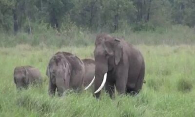 हाथी कॉरिडोर में रुकावट से उत्तराखंड के हाथियों के व्यवहार में बदलाव, झुंड छोटे दायरे में सिमटे।