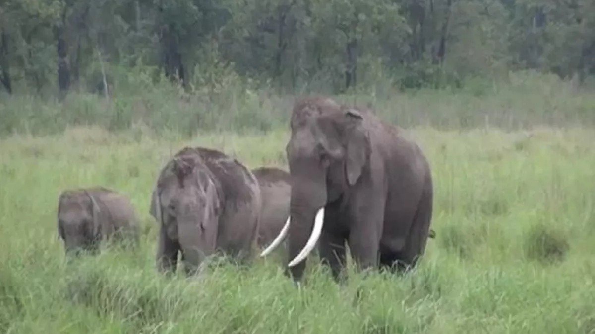 हाथी कॉरिडोर में रुकावट से उत्तराखंड के हाथियों के व्यवहार में बदलाव, झुंड छोटे दायरे में सिमटे। हाथी कॉरिडोर में रुकावट से उत्तराखंड के हाथियों के व्यवहार में बदलाव, झुंड छोटे दायरे में सिमटे।