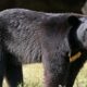 गैरसैंण में घास काट रही महिला पर भालू ने किया हमला, गंभीर रूप से घायल, हायर सेंटर रेफर…