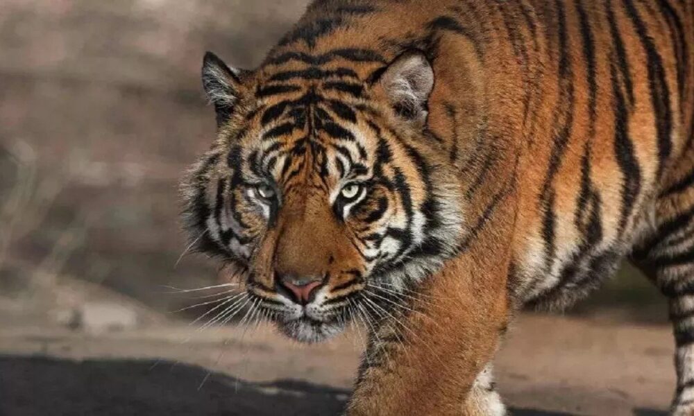 घास काटने गई बुजुर्ग महिला को बाघ ने बनाया अपना शिकार, ग्रामीणों ने हाईवे पर लगाया जाम।
