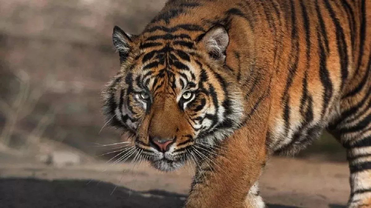 घास काटने गई बुजुर्ग महिला को बाघ ने बनाया अपना शिकार, ग्रामीणों ने हाईवे पर लगाया जाम। घास काटने गई बुजुर्ग महिला को बाघ ने बनाया अपना शिकार, ग्रामीणों ने हाईवे पर लगाया जाम।