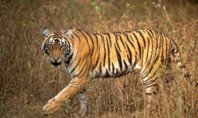 राजाजी टाइगर रिजर्व के पश्चिमी हिस्से में बढ़ेगा बाघों का कुनबा, जल्द शामिल होगा नया बाघ।