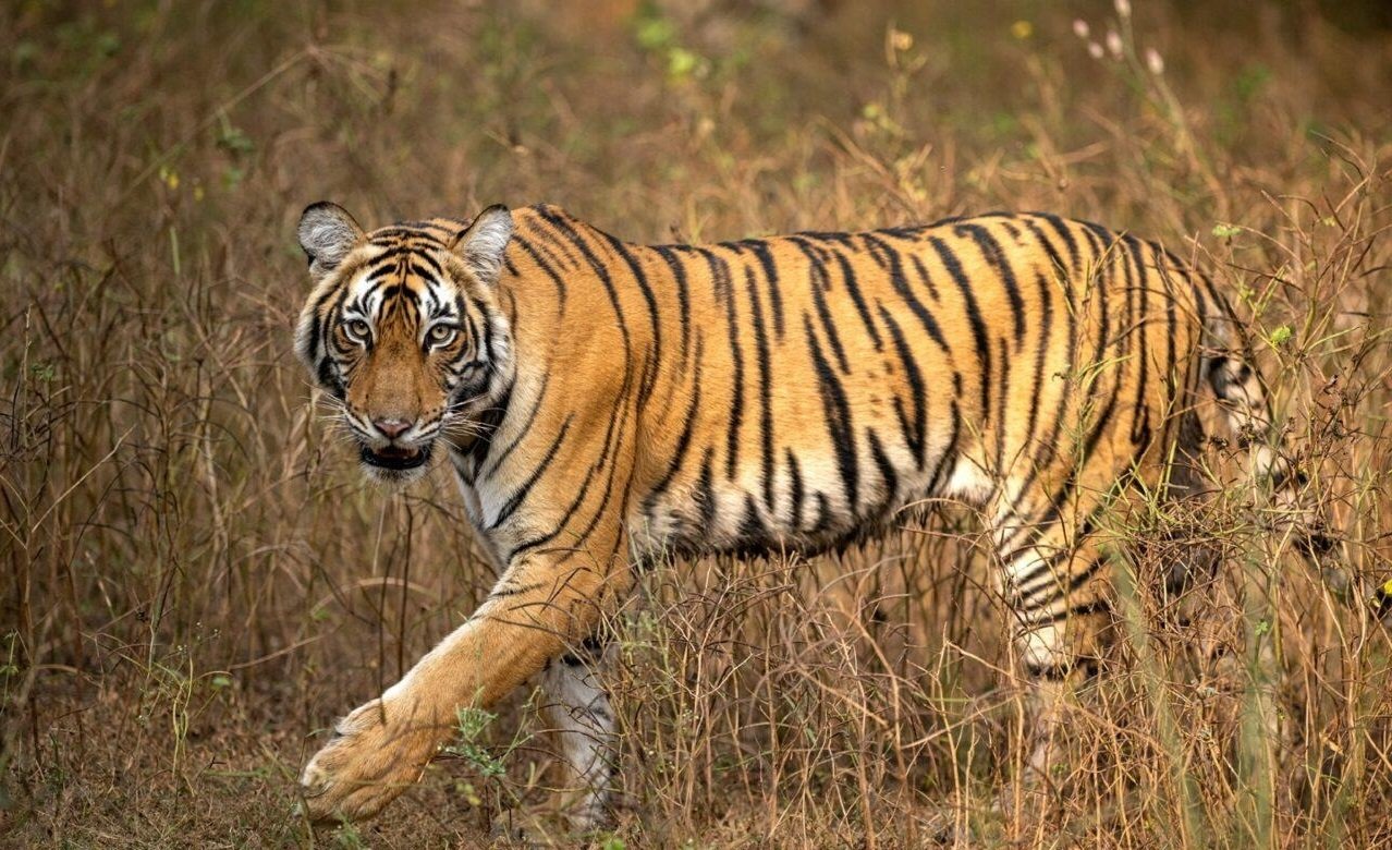 राजाजी टाइगर रिजर्व के पश्चिमी हिस्से में बढ़ेगा बाघों का कुनबा, जल्द शामिल होगा नया बाघ। राजाजी टाइगर रिजर्व के पश्चिमी हिस्से में बढ़ेगा बाघों का कुनबा, जल्द शामिल होगा नया बाघ।