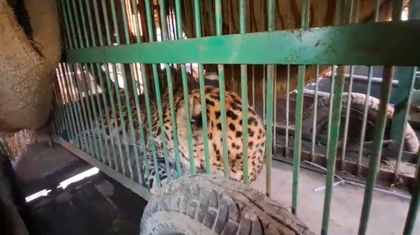 हरिद्वार के मानव कल्याण आश्रम में गुलदार घुसने से मची अफरा-तफरी, 6 घंटे में हुआ सफल रेस्क्यू… हरिद्वार के मानव कल्याण आश्रम में गुलदार घुसने से मची अफरा-तफरी, 6 घंटे में हुआ सफल रेस्क्यू…