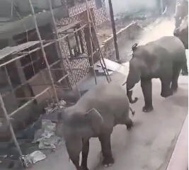 हरिद्वार के जमालपुर कला और बहादराबाद में हाथियों ने मचाई दहशत, क्षेत्र में खौफ का माहौल।