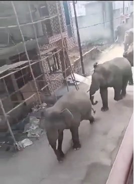 हरिद्वार के जमालपुर कला और बहादराबाद में हाथियों ने मचाई दहशत, क्षेत्र में खौफ का माहौल। हरिद्वार के जमालपुर कला और बहादराबाद में हाथियों ने मचाई दहशत, क्षेत्र में खौफ का माहौल।
