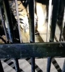 नैनीताल के सिलौटी नौकुचियाताल में वन विभाग ने बाघ को ट्रेंकुलाइज पिंजरे में किया कैद।