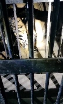 नैनीताल के सिलौटी नौकुचियाताल में वन विभाग ने बाघ को ट्रेंकुलाइज पिंजरे में किया कैद। नैनीताल के सिलौटी नौकुचियाताल में वन विभाग ने बाघ को ट्रेंकुलाइज पिंजरे में किया कैद।