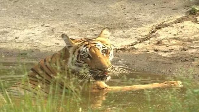 जेल जाने के बाद बेल का इंतजार कर रहा विक्रम, झड़े दांतों के बावजूद दिखा रहा है अद्भुत ताकत! जेल जाने के बाद बेल का इंतजार कर रहा विक्रम, झड़े दांतों के बावजूद दिखा रहा है अद्भुत ताकत!