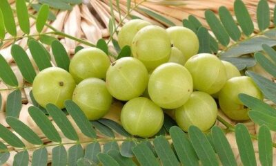 सर्दियों में आंवला: सर्दियों में बीमारियों से बचने और ऊर्जा पाने का बेहतरीन तरीका, एंटीऑक्सीडेंट से भरपूर…