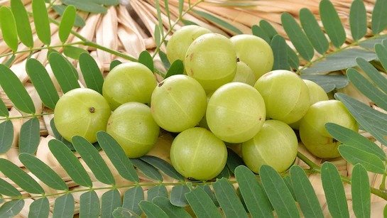 सर्दियों में आंवला: सर्दियों में बीमारियों से बचने और ऊर्जा पाने का बेहतरीन तरीका, एंटीऑक्सीडेंट से भरपूर… सर्दियों में आंवला: सर्दियों में बीमारियों से बचने और ऊर्जा पाने का बेहतरीन तरीका, एंटीऑक्सीडेंट से भरपूर…
