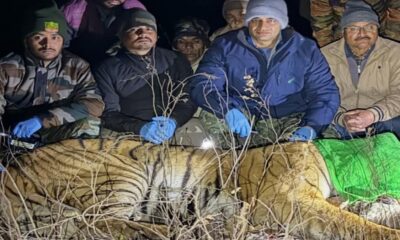 बिजरानी रेंज में आतंक का पर्याय बने बाघ को पार्क प्रशासन ने किया ट्रेंकुलाइज, ग्रामीणों ने ली राहत की सांस…
