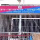 इलाज के लिए सुशीला तिवारी अस्पताल लाया गया कैदी फरार, पुलिस और जेल प्रशासन में हड़कंप…