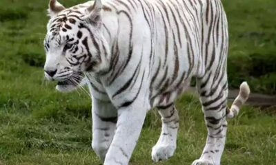 नैनीताल के चिड़ियाघर में जल्द होगी सफेद बाघ की दस्तक, दिल्ली से लाने की तैयारियां हुई तेज…