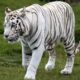 नैनीताल के चिड़ियाघर में जल्द होगी सफेद बाघ की दस्तक, दिल्ली से लाने की तैयारियां हुई तेज…