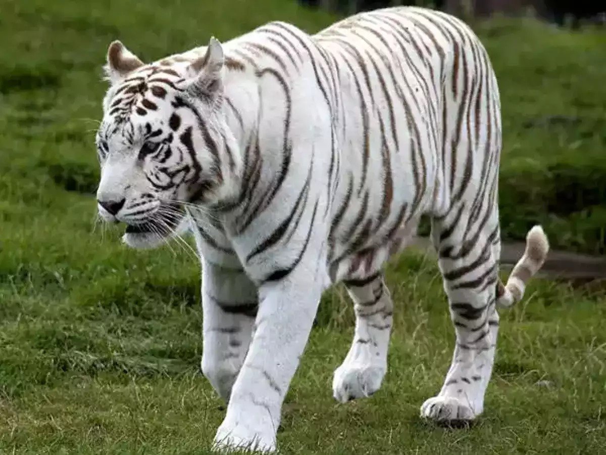 नैनीताल के चिड़ियाघर में जल्द होगी सफेद बाघ की दस्तक, दिल्ली से लाने की तैयारियां हुई तेज… नैनीताल के चिड़ियाघर में जल्द होगी सफेद बाघ की दस्तक, दिल्ली से लाने की तैयारियां हुई तेज…