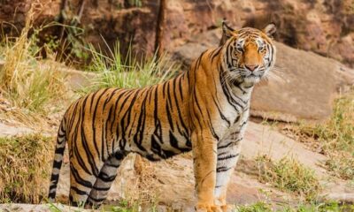 कॉर्बेट टाइगर रिजर्व में बाघिन का शव बरामद, पोस्टमार्टम से मौत का कारण स्पष्ट होगा !