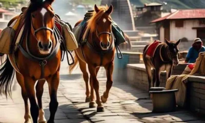 उत्तराखंड में इक्वाइन इन्फ्लुएंजा के दो नए मामले , अब तक 55 घोड़े संक्रमित…..