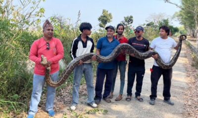 बुल्ला वाला गांव में मिला 18 फीट लंबा विशाल अजगर , सर्प मित्र भारत भूषण पेले ने ग्रामीणों संग मिलकर किया रेस्क्यू ….