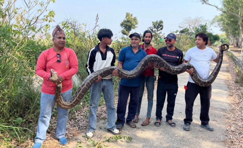 बुल्ला वाला गांव में मिला 18 फीट लंबा विशाल अजगर , सर्प मित्र भारत भूषण पेले ने ग्रामीणों संग मिलकर किया रेस्क्यू …. बुल्ला वाला गांव में मिला 18 फीट लंबा विशाल अजगर , सर्प मित्र भारत भूषण पेले ने ग्रामीणों संग मिलकर किया रेस्क्यू ….