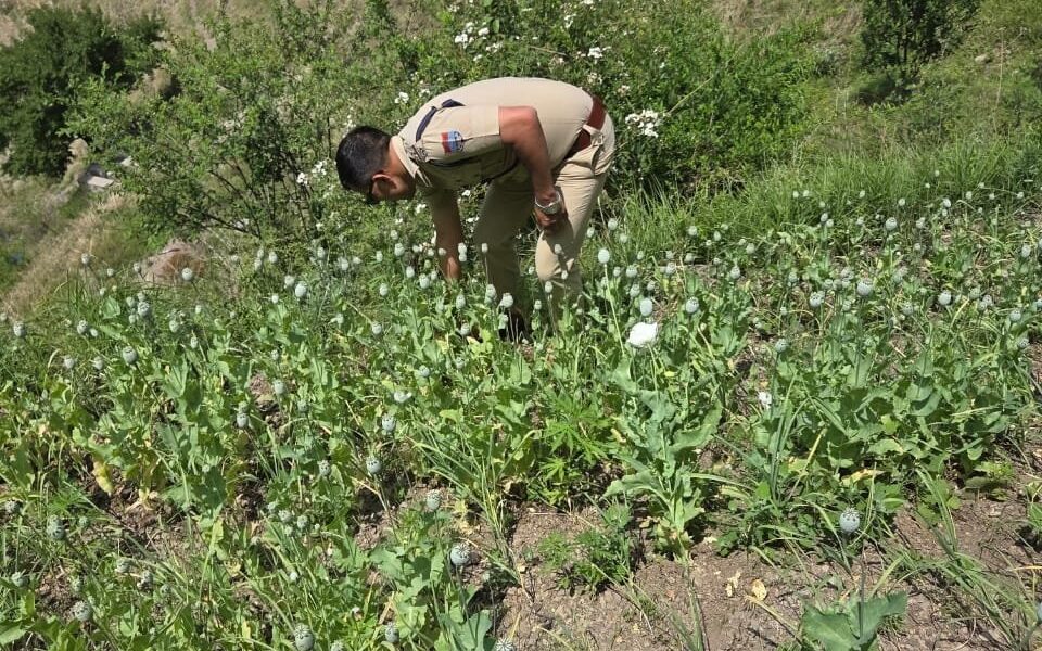 “ड्रग्स फ्री देवभूमि 2025” अभियान के तहत त्यूणी पुलिस ने अफीम की अवैध खेती का भंडाफोड़ कर की कार्रवाई…