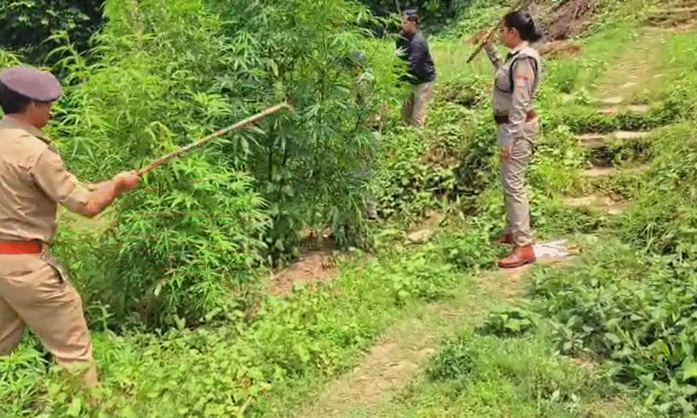पिथौरागढ़ के कनालीछीना में अवैध भांग की खेती नष्ट, पुलिस ने दी सख्त चेतावनी…..