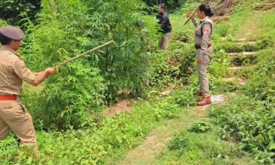 पिथौरागढ़ के कनालीछीना में अवैध भांग की खेती नष्ट, पुलिस ने दी सख्त चेतावनी…..