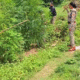 पिथौरागढ़ के कनालीछीना में अवैध भांग की खेती नष्ट, पुलिस ने दी सख्त चेतावनी…..