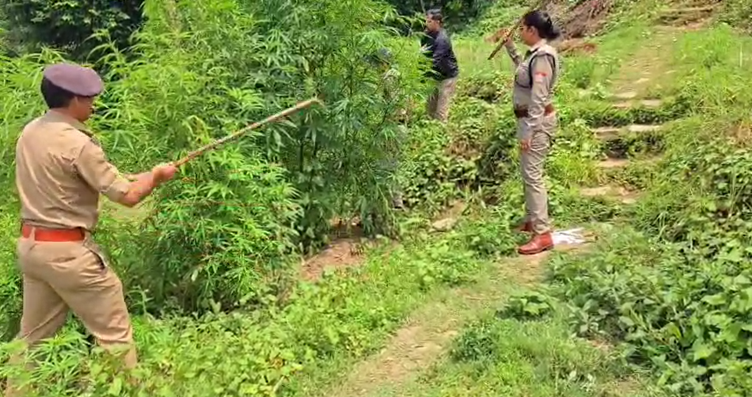 पिथौरागढ़ के कनालीछीना में अवैध भांग की खेती नष्ट, पुलिस ने दी सख्त चेतावनी….. पिथौरागढ़ के कनालीछीना में अवैध भांग की खेती नष्ट, पुलिस ने दी सख्त चेतावनी…..
