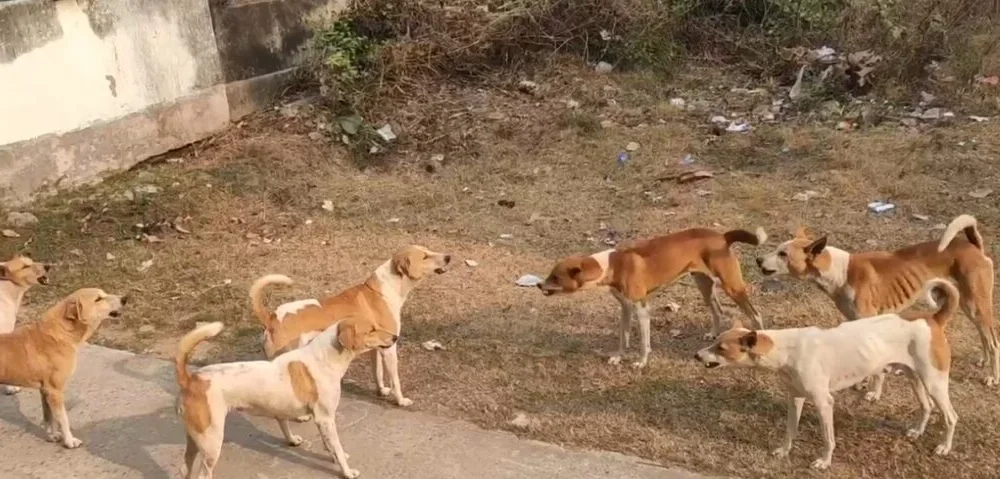 आवारा कुत्तों के झुंड ने 65 वर्षीय महिला को नोच-नोच कर मार डाला, इलाके में दहशत का माहौल…..