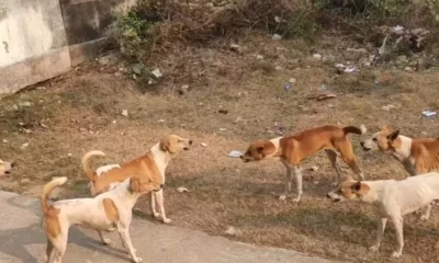 आवारा कुत्तों के झुंड ने 65 वर्षीय महिला को नोच-नोच कर मार डाला, इलाके में दहशत का माहौल…..