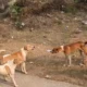 आवारा कुत्तों के झुंड ने 65 वर्षीय महिला को नोच-नोच कर मार डाला, इलाके में दहशत का माहौल…..