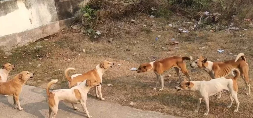 आवारा कुत्तों के झुंड ने 65 वर्षीय महिला को नोच-नोच कर मार डाला, इलाके में दहशत का माहौल….. आवारा कुत्तों के झुंड ने 65 वर्षीय महिला को नोच-नोच कर मार डाला, इलाके में दहशत का माहौल…..