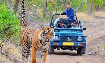 कॉर्बेट टाइगर रिजर्व में मानसून सीजन के कारण सफारी और रात्रि विश्राम पर अस्थायी रोक, 15 जून से शुरू होगी बंदी…