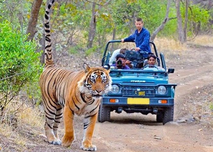 कॉर्बेट टाइगर रिजर्व में मानसून सीजन के कारण सफारी और रात्रि विश्राम पर अस्थायी रोक, 15 जून से शुरू होगी बंदी…