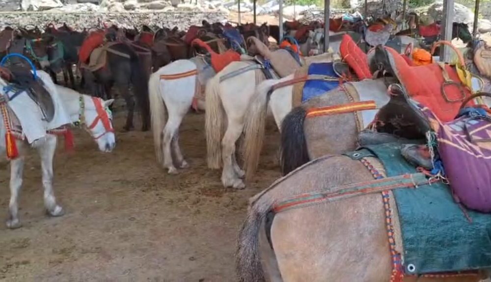 केदारनाथ के बाद यमुनोत्री में भी घोड़े-खच्चरों की तबीयत बिगड़ी, सतर्क हुआ प्रशासन….