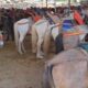 केदारनाथ के बाद यमुनोत्री में भी घोड़े-खच्चरों की तबीयत बिगड़ी, सतर्क हुआ प्रशासन….