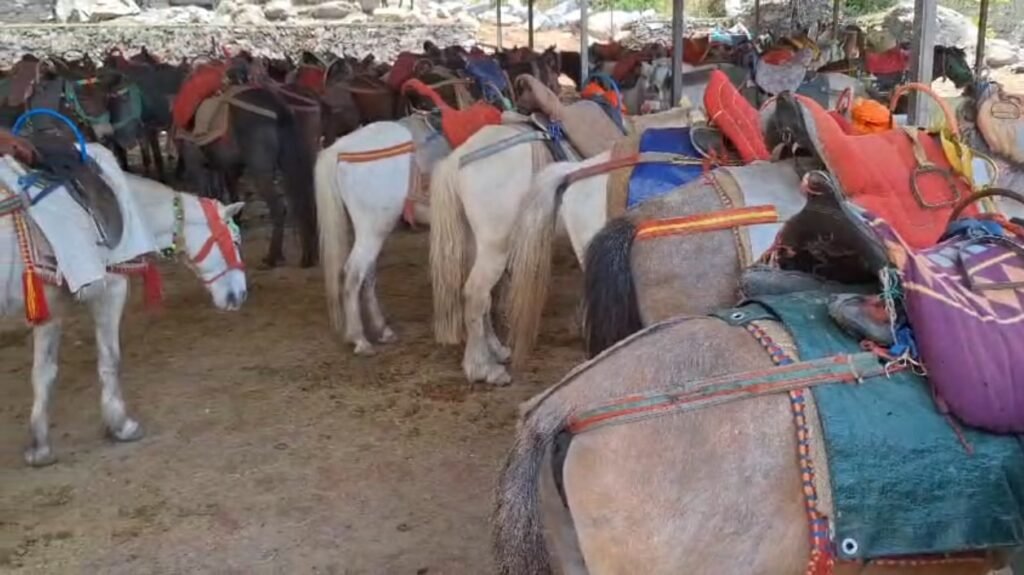 केदारनाथ के बाद यमुनोत्री में भी घोड़े-खच्चरों की तबीयत बिगड़ी, सतर्क हुआ प्रशासन…. केदारनाथ के बाद यमुनोत्री में भी घोड़े-खच्चरों की तबीयत बिगड़ी, सतर्क हुआ प्रशासन….