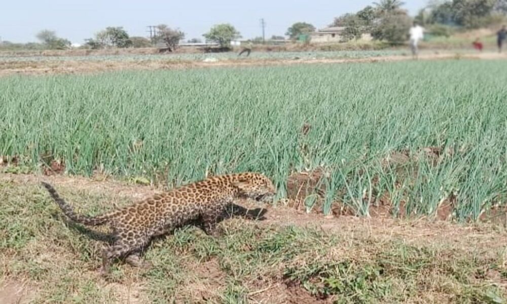 खेत में काम कर रहे दो युवक घायल