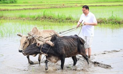 धान की रोपाई करते दिखे सीएम धामी, खेतों में जताया किसानों को सम्मान