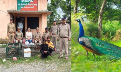 मोर की मौत से खुला शिकारी खेल, वन विभाग ने दबोचे दो खूनी शिकारी