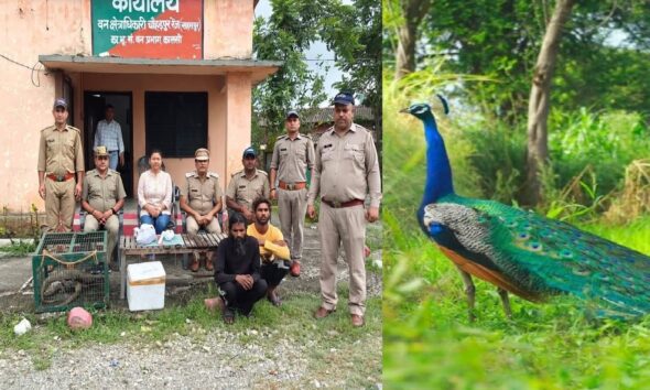 मोर की मौत से खुला शिकारी खेल, वन विभाग ने दबोचे दो खूनी शिकारी