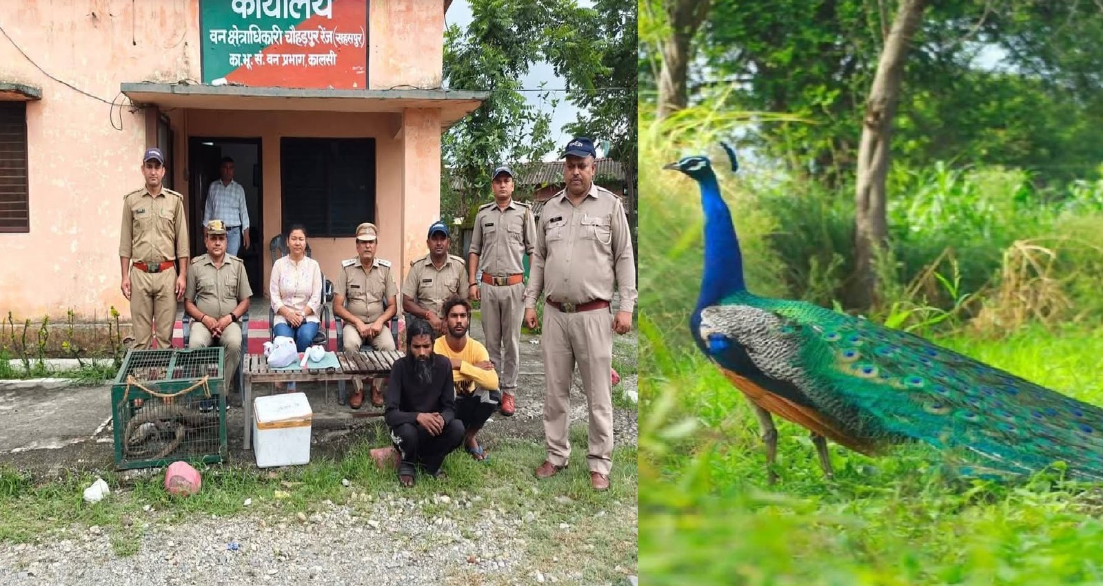 मोर की मौत से खुला शिकारी खेल, वन विभाग ने दबोचे दो खूनी शिकारी