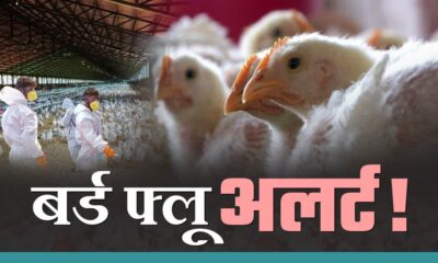 एक हफ्ते तक पोल्ट्री, अंडे और मांस के परिवहन पर रोक, सैंपलिंग व जागरूकता अभियान तेज”