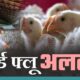 एक हफ्ते तक पोल्ट्री, अंडे और मांस के परिवहन पर रोक, सैंपलिंग व जागरूकता अभियान तेज”