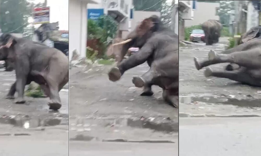 हरिद्वार में घुसा हाथियों का झुंड, कॉलोनी में मचा हड़कंप – कीचड़ में फिसलकर गिरा हाथी, वीडियो वायरलl